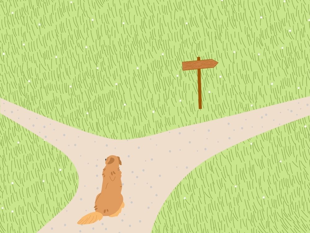 愛犬の未来を左右する分かれ道