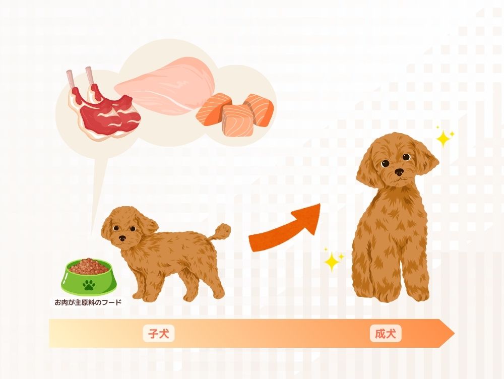 犬の成長と食事のイメージ