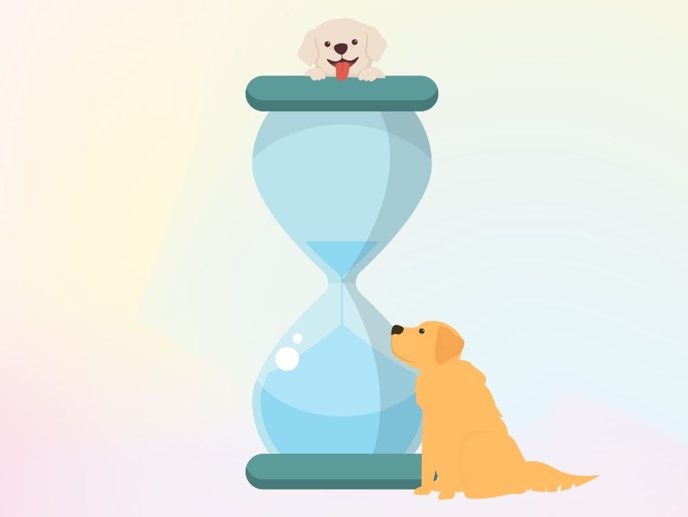 砂時計と犬のイメージ