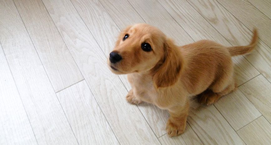 迎えたばかりの子犬