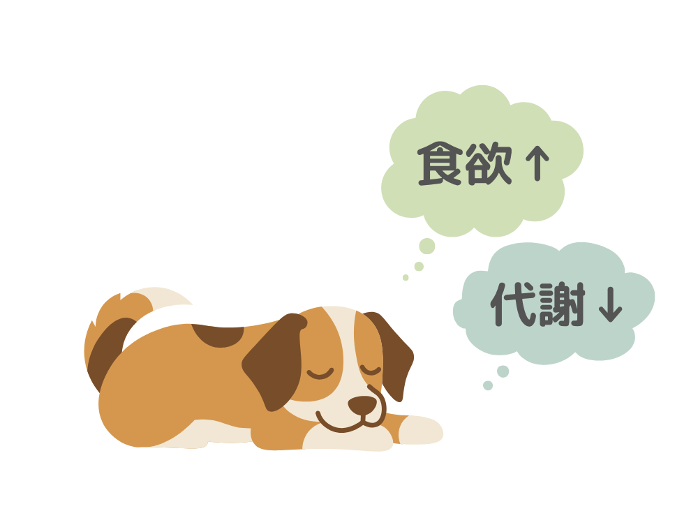 手術後の犬（まったり寝そべっている）「食欲↑」「代謝↓」