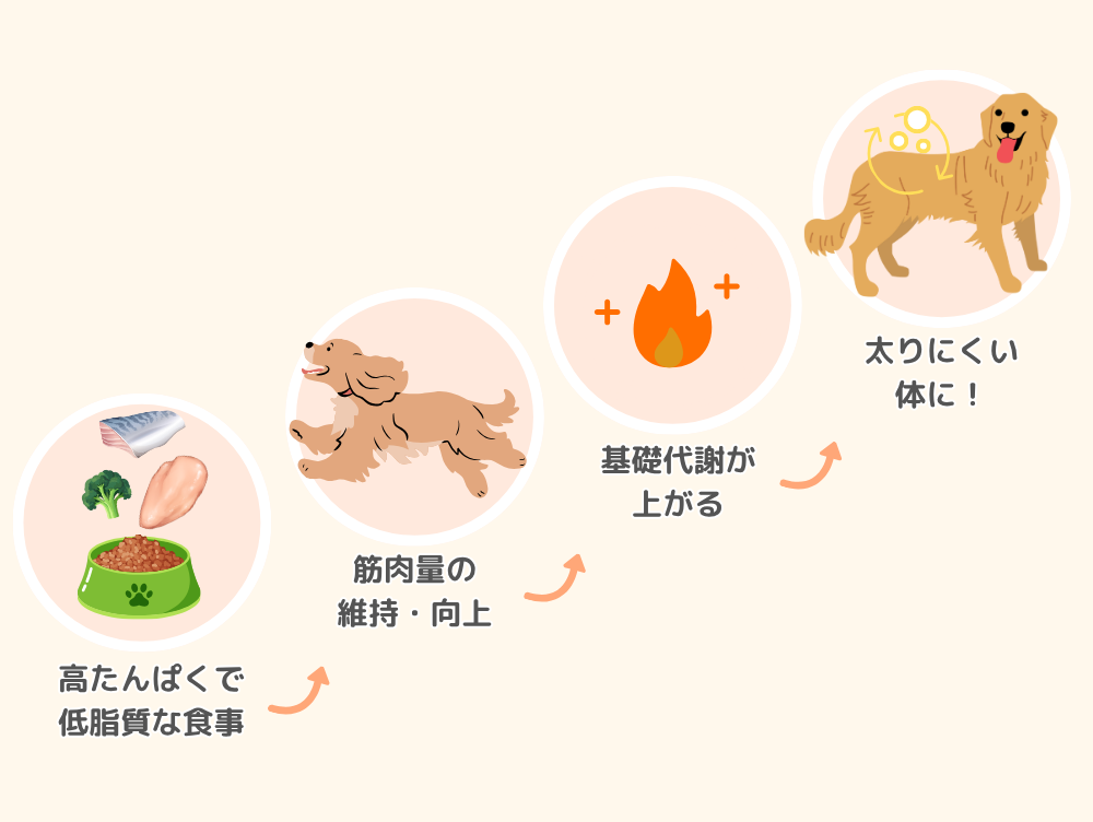 高たんぱく・低脂質の食事→筋肉量の維持・向上→基礎代謝が上がる→太りにくい体に
