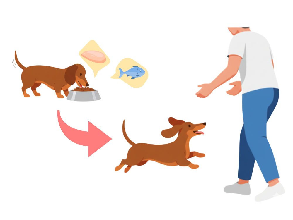 たんぱく質たっぷりの食事で元気になる小型犬のイメージ