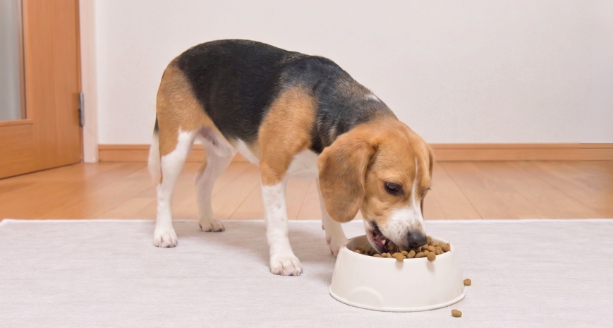 TOPアイキャッチ_勢いよくフードを食べる犬