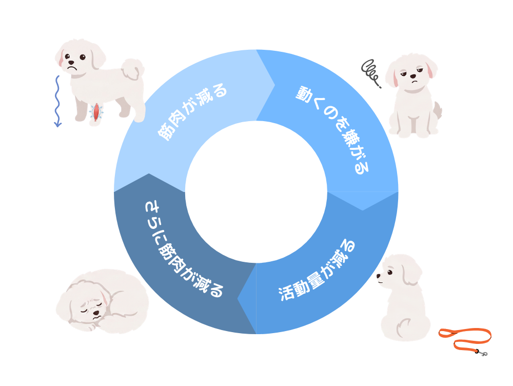 筋肉が減る→動くのを嫌がる→活動量が減る→さらに筋肉が減る、の4つのサイクル