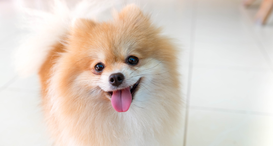 毛づやの良い小型犬の写真