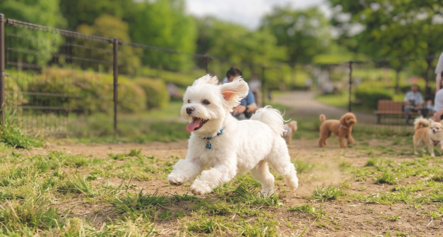 元気に走る小型犬